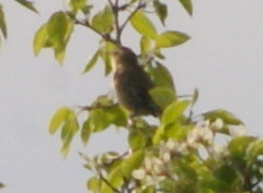 Acrocephalus schoenobaenus