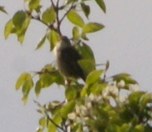 Acrocephalus schoenobaenus