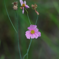 Coreopsis nudata