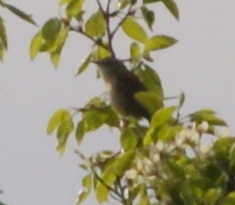 Acrocephalus schoenobaenus