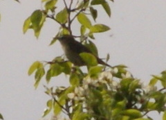 Acrocephalus schoenobaenus