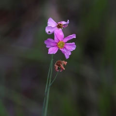Coreopsis nudata