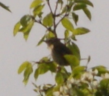 Acrocephalus schoenobaenus