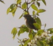 Acrocephalus schoenobaenus