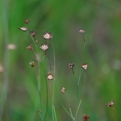 Coreopsis nudata