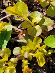 Veronica serpyllifolia