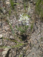 Lupinus malacophyllus