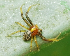 Xysticus lanio