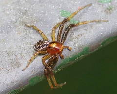 Xysticus lanio