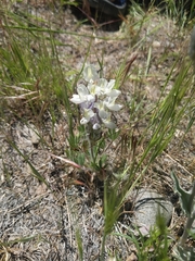 Lupinus malacophyllus