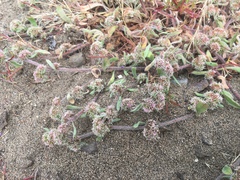 Chorizanthe cuspidata cuspidata