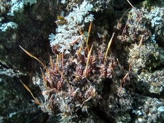 Syntrichia laevipila
