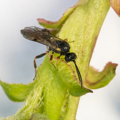 Orthopelma mediator