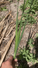 Typha latifolia