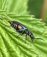 Cordylepherus viridis