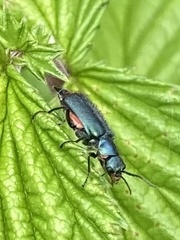 Cordylepherus viridis
