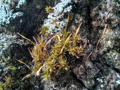 Syntrichia laevipila