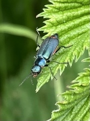Cordylepherus viridis