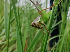 Pholidoptera littoralis