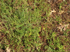 Lomatium nudicaule