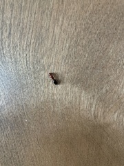 Camponotus decipiens