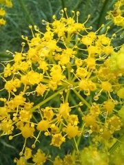 Ferula communis