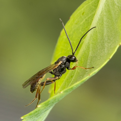 Orthopelma mediator