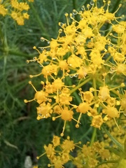 Ferula communis
