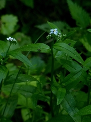 Myosotis nemorosa