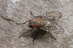 Anthomyia punctipennis