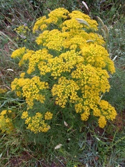 Ferula communis