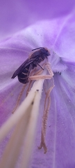 Chelostoma rapunculi