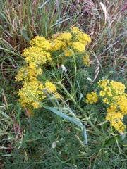 Ferula communis