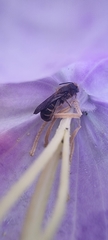 Chelostoma rapunculi