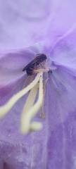 Chelostoma rapunculi