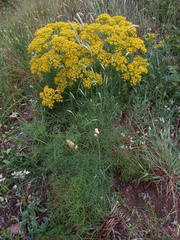 Ferula communis