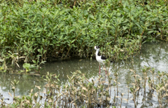 Himantopus mexicanus