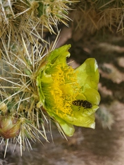 Acmaeodera bowditchi