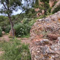 Galium glaucum murcicum