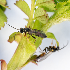 Orthopelma mediator