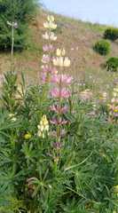 Lupinus gredensis