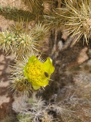 Acmaeodera bowditchi