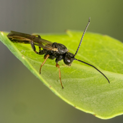 Orthopelma mediator