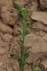 Sisymbrium runcinatum