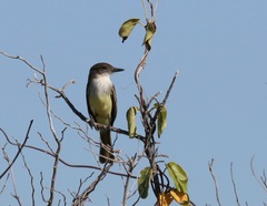 Myiarchus stolidus