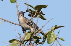 Mimus gundlachii
