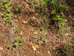 Lomatium nudicaule