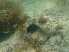 Triplofusus giganteus