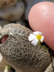 Chaetopappa bellidifolia
