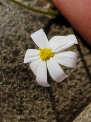 Chaetopappa bellidifolia